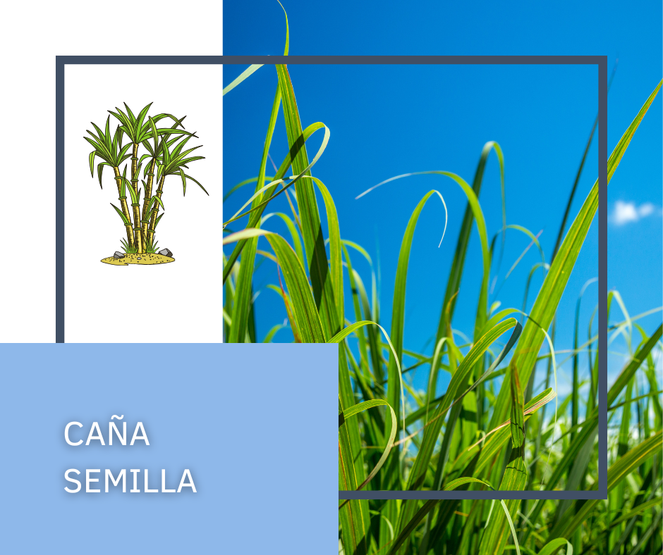 Caña Semilla