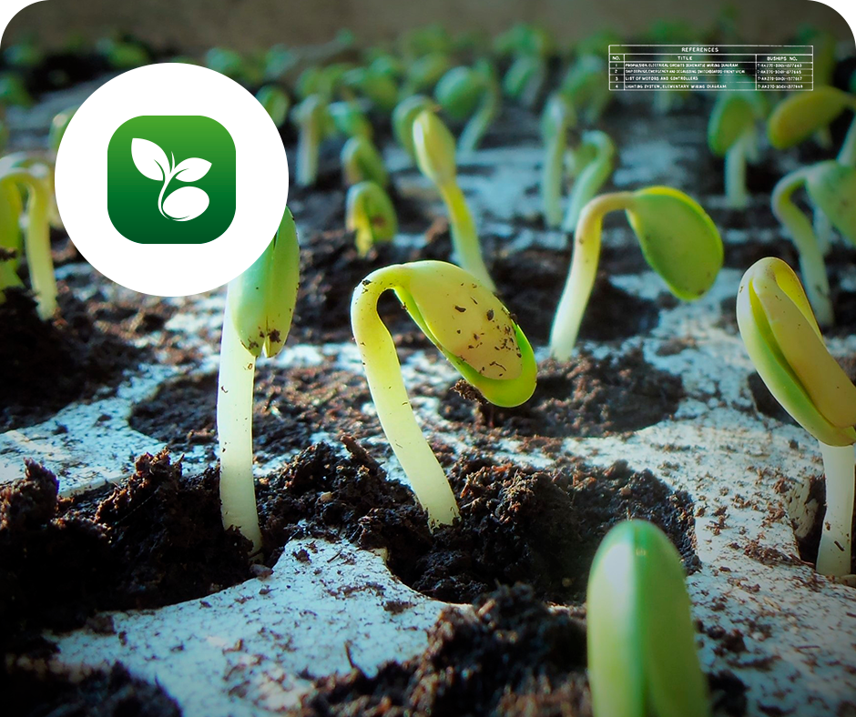 Servicio del Laboratorio de Semillas