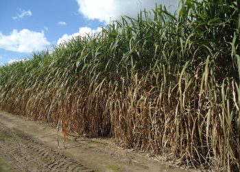 Malezas en caña: la EEAOC insistió sobre manejo temprano y buenas prácticas de aplicación