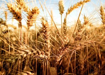 Trigo: si las condiciones climáticas ayudan se obtendrían rindes en torno del promedio histórico