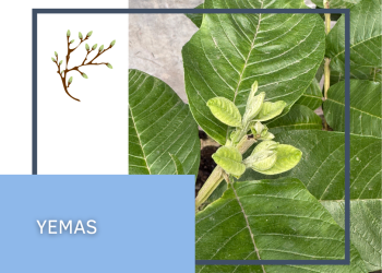 Yemas
