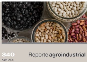 Calidad de la semilla de poroto obtenida en la campaña 2024 en el noroeste argentino