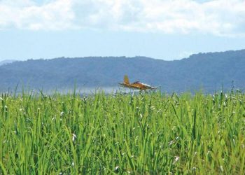 Madurativos Químicos en Caña de Azúcar