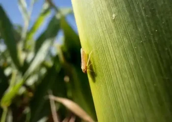 La Eeaoc subraya que el riesgo de Dalbulus maidis no está en el trigo sino en el maíz “guacho”