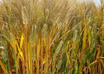 Difunden los resultados de ensayos de control de malezas problemáticas en el trigo