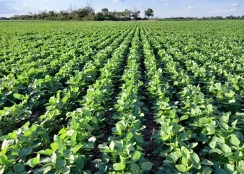 XXVIII Taller de Variedad y Manejo de Soja