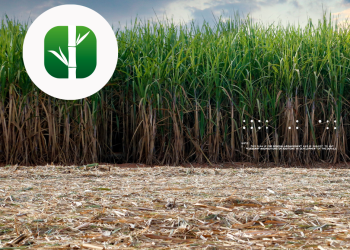 Asesoramiento técnico Caña de Azúcar