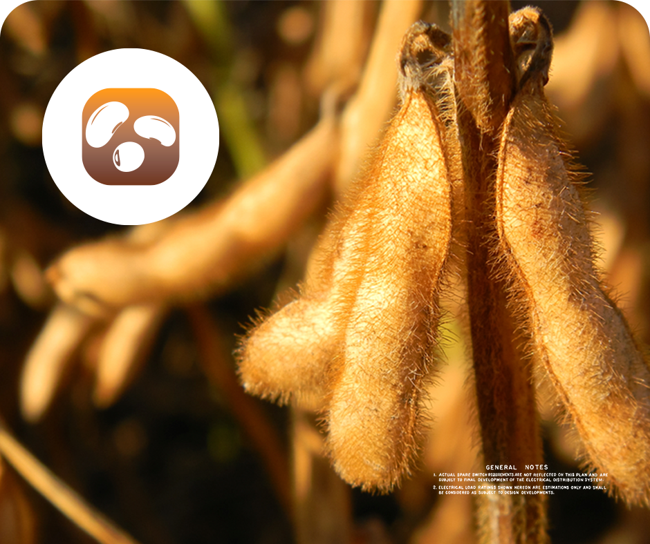 Servicio del Programa Granos de la EEAOC