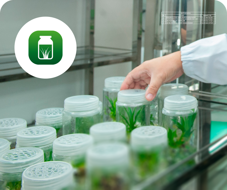 Servicios relacionados a Vitroplantas