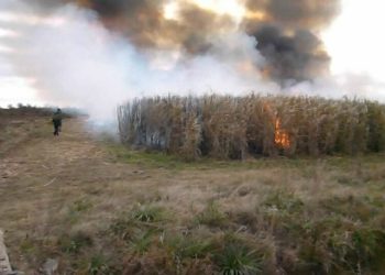 La quema: el mayor enemigo de los cañaverales y de la comunidad tucumana