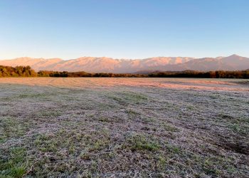 Efectos de las heladas en la producción de azúcar