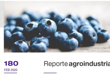 Actividad comercial del cultivo de arándano en la Argentina y Tucumán. Comparación entre las campañas 2019 y 2018.