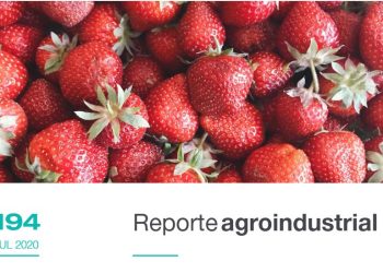 Actividad comercial del cultivo de frutilla en la Argentina y Tucumán, campaña 2019