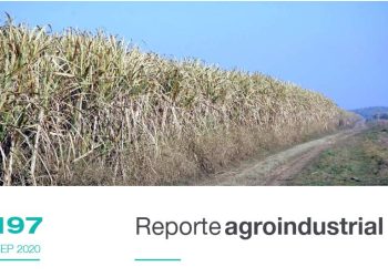 Relevamiento satelital del daño por las heladas de julio y agosto de 2020 en el área cañera de Tucumán