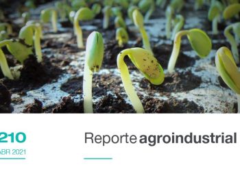 Calidad de la semilla de poroto,campaña 2020