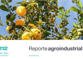 Diferenciación de edades en el monte cítrico tucumano al año 2020