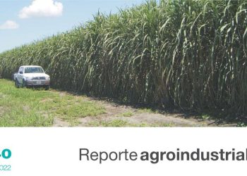 Producción de caña semilla de alta calidad. Proyecto Vitroplantas