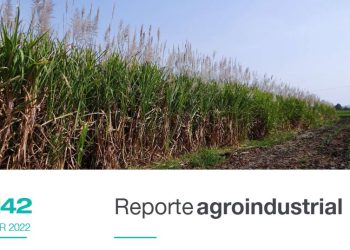 Gastos de producción y margen bruto del cultivo de caña de azúcar en la zafra 2021 en Tucumán Estimación de rindes de indiferencia para la zafra 2022