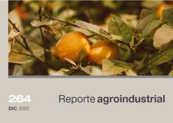 Diferenciación de edades en el monte cítrico tucumano al año 2022