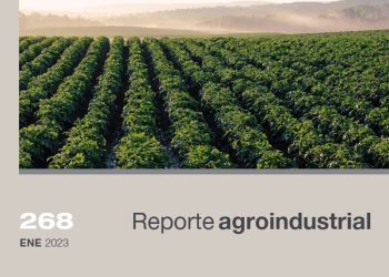 Relevamiento del área cultivada con papa en la campaña 2022 en el pedemonte y llanura de Tucumán y comparación con campañas precedentes