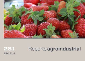 Actividad comercial del cultivo de frutilla en la Argentina y Tucumán, campaña 2022 | Gastos de plantación en el año 2023