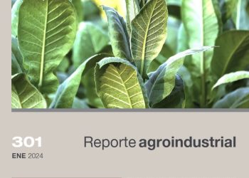 Estimación satelital de la superficie cultivada con tabaco en la provincia de Tucumán en la campaña 2023/2024 y comparación con campañas precedentes