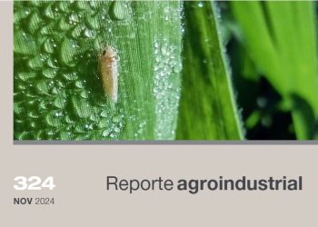 Prospección de la chicharrita del maíz (Dalbulus maidis) en maíces voluntarios de Tucumán y zonas de influencia (octubre 2024) y comparación interanual de su dinámica 2023-2024