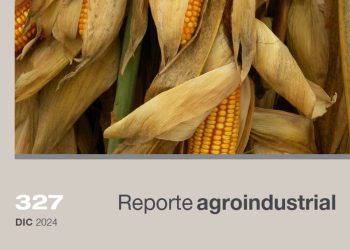 Perfomance de híbridos de maíz, categorización de espigas por peso, en Tucumán y zonas de influencia. Campaña 2023/24