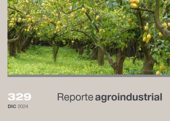 Diferenciación de edades de plantaciones en el monte cítrico tucumano al año 2024