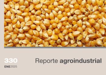 Determinación de granos dañados en macroparcelas de híbridos de maíz, campaña 2023/2024, en Tucumán y zonas de influencia