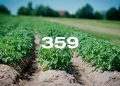 Reporte Agroindustrial 359 | Relevamiento del área cultivada  con papa en la campaña 2025