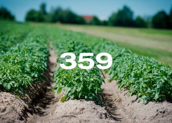 Reporte Agroindustrial 359 | Relevamiento del área cultivada  con papa en la campaña 2025