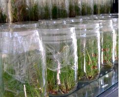 Certificación Vitroplantas: Política de Calidad